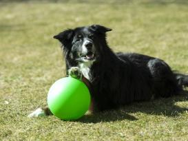 Treibball für Hunde 20 cm 5