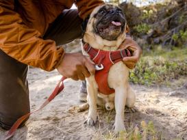 Ruffwear Front Range™ 2.0 Hundegeschirr Red Clay 5