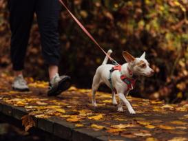 Ruffwear Hi & Light™ leichtes Hundehalsband Salmon Pink 5