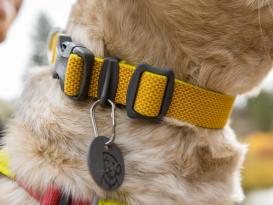 Ruffwear Hi & Light™ leichtes Hundehalsband Lichen Green 5