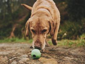 Beco Ball Snackball Large 5