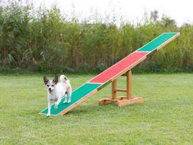 Dog Activity Fun Agility Wippe aus Kiefernholz 5