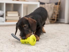 Snack-Glocke am Gurt für Hunde 5