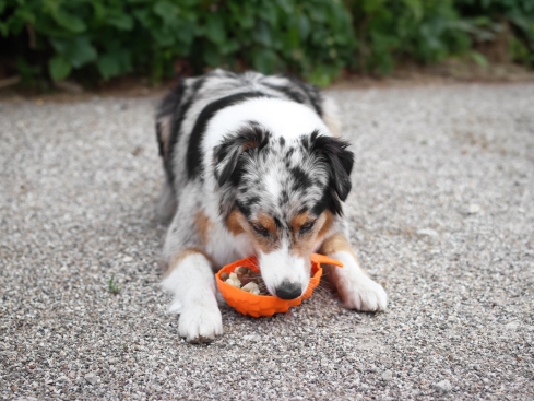 Ladi Mat Ananas Schleckmatte für Hunde