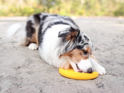 Ladi Mat Banane Schleckmatte für Hunde