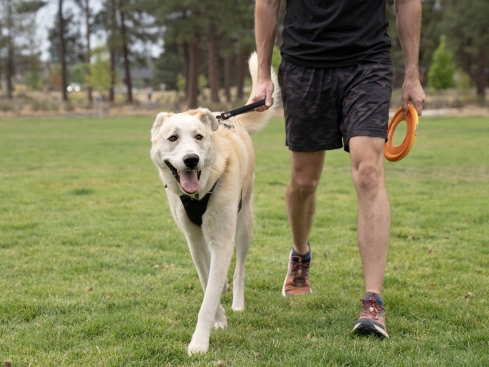 Ruffwear Front Range™ Kurzführer Basalt Gray