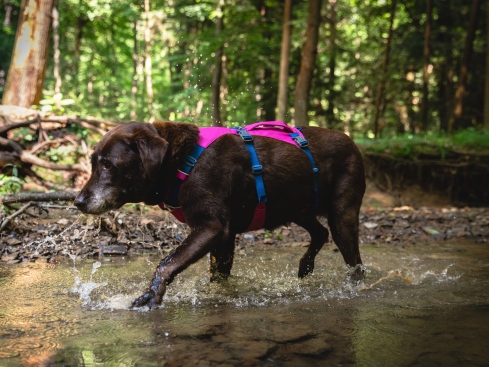 Ruffwear® Flagline™ 2.0 Hundegeschirr Alpenglow Pink