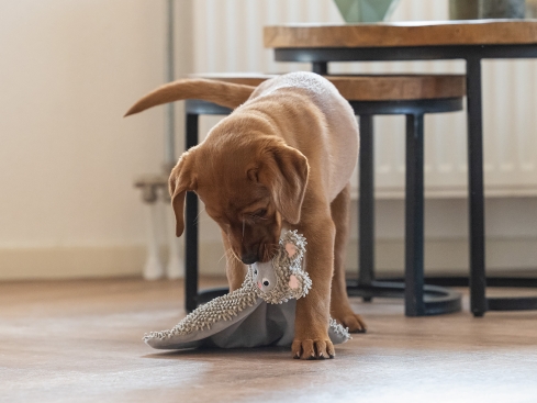 Beeztees Puppy Eco Kuscheltuch An für Welpen grau