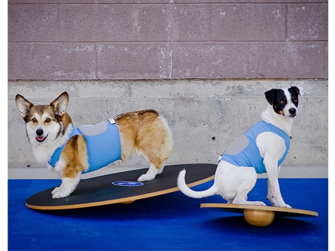 FitPAWS® Wobble Board