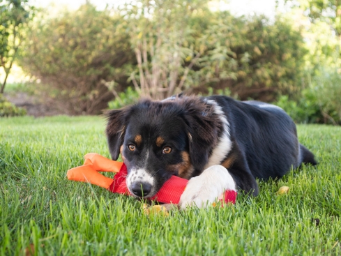 Hundespielzeug Hozies Sammy Stripes Feuerwehrschlauch