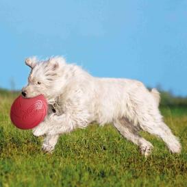 Dog Disc Naturgummi Frisbee für Hunde 6