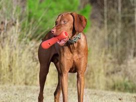 Dexas Off Leash Tumbler Dummy für Hunde 6