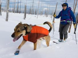 Ruffwear Powder Hound™ Winterjacke für Hunde Persimmon Orange 6