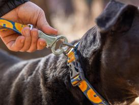 Ruffwear Crag™ reflektierendes Hundehalsband Canyon Oxbow 6