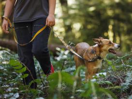 Ruffwear Crag EX™  reflektierende Hundeleine Canyon Oxbow 6