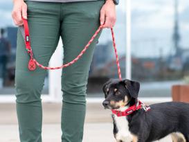 Dog Copenhagen Urban Rope V3 Hundeleine Classic Red 6