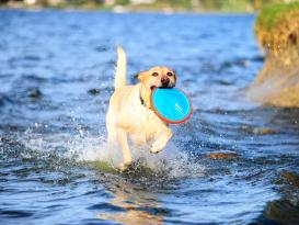 Chuckit Paraflight Frisbee schwimmfähig 6