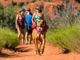 Ruffwear Singletrak™ Pack Hunderucksack red currant 6