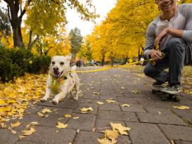 Ruffwear® Flagline™ 2.0 Hundegeschirr Lichen Green 6