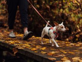 Ruffwear Hi & Light™ Hundegeschirr 2.0 Salmon Pink 6