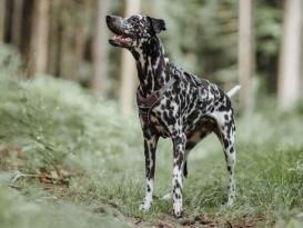 Hunter Hundegeschirr Divo braun/grau 6