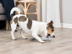 Snack-Glocke am Gurt für Hunde 6