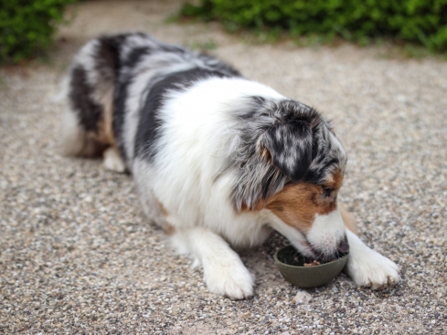 Ladi Mat Avocado Schleckmatte für Hunde