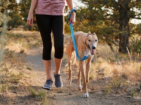 Ruffwear Web Reaction™ Martingal Hundehalsband Blue Dusk