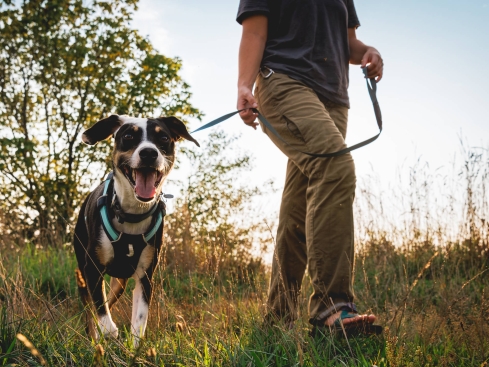 Ruffwear Hi & Light™ leichte Hundeleine Basalt Gray