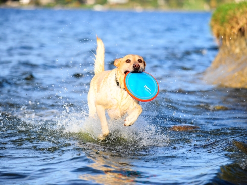 Chuckit Paraflight Frisbee schwimmfähig