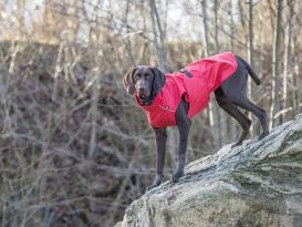 Hundemantel Regenmantel Vimy rot 7