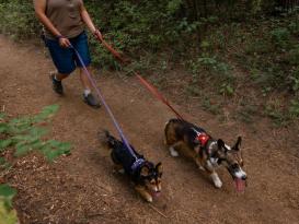 Ruffwear Front Range™ 2.0 Hundegeschirr Red Clay 7