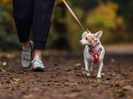 Ruffwear Hi & Light™ Hundegeschirr 2.0 Salmon Pink 7