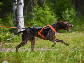 Non-Stop Dogwear Zughundegeschirr Freemotion Harness 5.0 orange 7