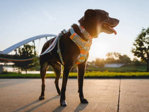 Ruffwear Front Range™ 3.0 Hundegeschirr Spring Mountains