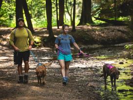 Ruffwear Flagline™ Hundeleine Alpenglow Pink 8