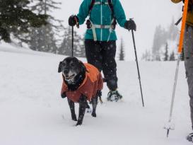 Ruffwear Vert Hundejacke Canyonlands Orange 8