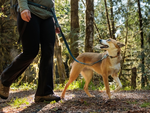 Ruffwear Roamer dehnbare Hundeleine Orion Blue