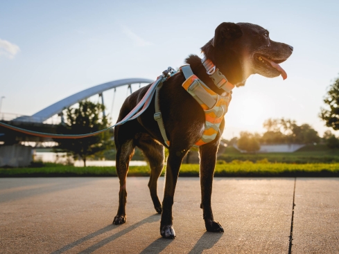 Ruffwear Front Range™ 3.0 Hundeleine Spring Fade