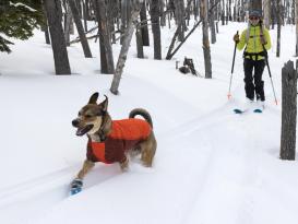 Ruffwear Powder Hound™ Winterjacke für Hunde Persimmon Orange 9