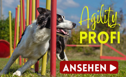 categoryHeaderBanner_Agility